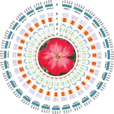 A chromosome-scale and haplotype-resolved genome assembly of carnation (Dianthus caryophyllus) based on high-fidelity sequencing